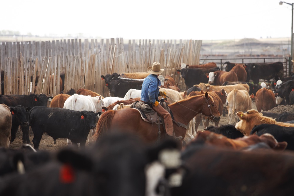 (Photo courtesy Canada Beef Inc.)
