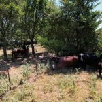 FILE PHOTO: Cattle gather in the shade in Tennessee Colony, Texas, U.S. August 3, 2023. REUTERS/Evan Garcia/File Photo