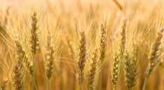 Prairie Wheat Weekly: Red spring mixed, durum pushes up