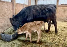 Mama and calf (now registered as GAC Mr. Miracle) are doing well after a crazy night both were lucky to survive.