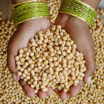 Pulse Weekly: Indian demand lifting Canada’s export program