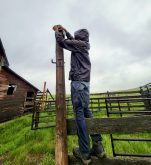 Tyler Eresman, a wildlife and outreach technician with the Milk River Watershed Council Canada, installs a bat monitor station.