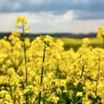 With a plant stand over seven plants per square foot, there can be increased inter-row competition between canola plants fighting for the same available moisture.