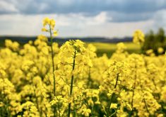 With a plant stand over seven plants per square foot, there can be increased inter-row competition between canola plants fighting for the same available moisture.