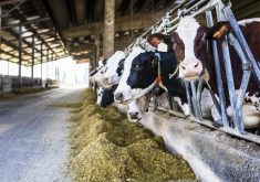 The biggest driver affecting profitability last year was feed costs.