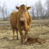 If a uterine amputation is successful, future breeding will be out of the question. But the cow can at least raise its calf and you’ll have a healthy live cow to sell in the fall.