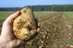 “We’ve got a runway for growth, which is super exciting. That means more growing of potatoes in Alberta. It means more processing and packaging of the potatoes in Alberta.” – Angela Santiago.