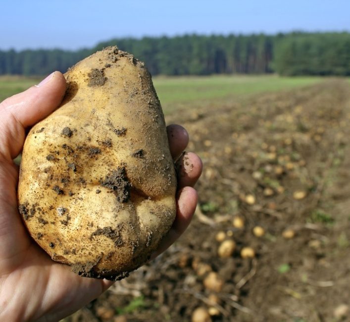 A freshly harvested potato held above a field row, illustrating the crop that accounts for more than 27 per cent of Canada's national production in Alberta. Photo: iStock