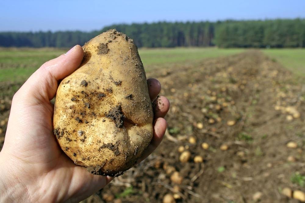 “We’ve got a runway for growth, which is super exciting. That means more growing of potatoes in Alberta. It means more processing and packaging of the potatoes in Alberta.” – Angela Santiago.