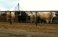 As of early April, the virus seems to be targeting older lactating cows and there have been no reports of HPAI in feedlots.