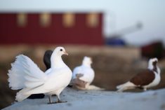 Pigeons, grackles and blackbirds have been confirmed as the host of bovine influenza A.
Photo: Izzetugutmen/iStock/Getty Images
