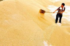 A farmer in China piles wheat.  Photo: Reuters/File
