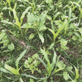 A close-up of cover crop rooting profiles.