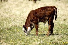 Benchmarking cow-calf producers