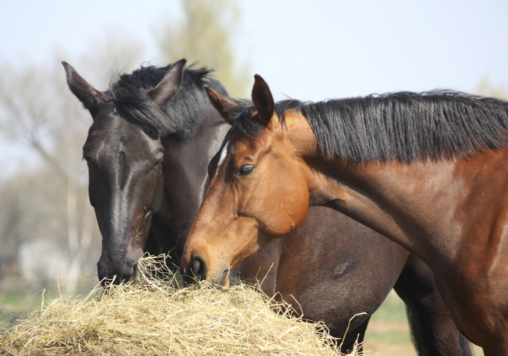 Fibre is the most essential carbohydrate because horses leverage it as an energy source by nurturing symbiotic bonds with the millions of micro-organisms in their hindgut.