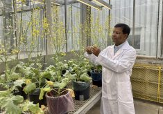 University of Alberta researcher Habibur Rahman believes crossing canola with genes from its extended family will result in a host of desirable traits in canola.