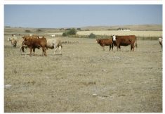 Drought is one major source of financial uncertainty that producers have had to withstand in recent years.