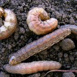 Redbacked cutworms.