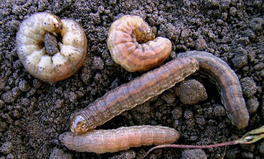 Redbacked cutworms.