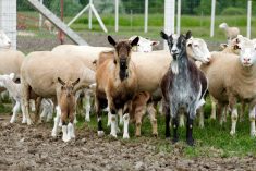 Don’t let domestic sheep mix with Bighorns