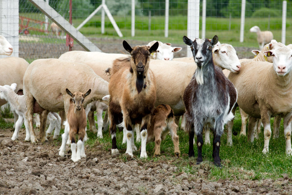 Don’t let domestic sheep mix with Bighorns