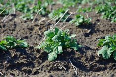 Canola stubble pokes out of the hills in Chad Berry’s direct-seeded potato demonstration plot in 2021.