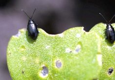Flea beetles chow down on a canola leaf.