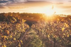 File photo of a vineyard in South Australia. (Alicat/iStock/Getty Images)