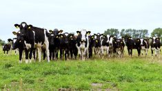 U.S. dairy flu strain shows signs of being a different beast