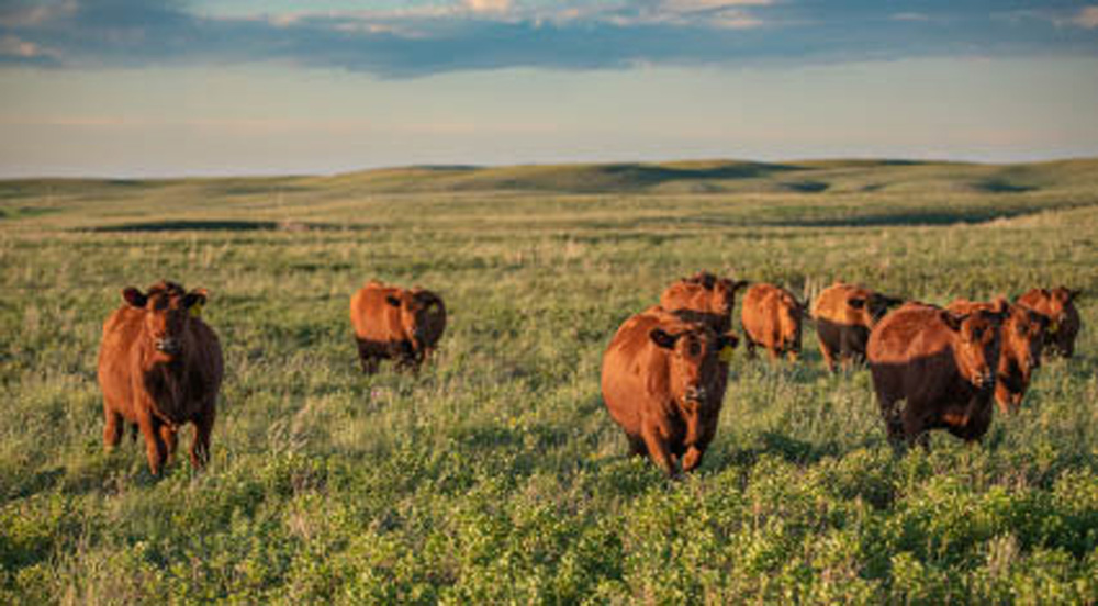 The McIntyre Ranch has entered a conservation easement and is the largest fescue grassland on the planet.