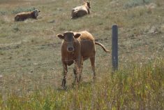 File photo of cattle on pasture.(MikeEntertainment/iStock.Getty Images)