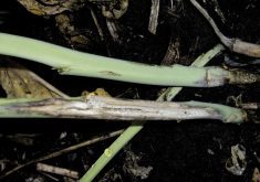 Learn more about blackleg management in canola
