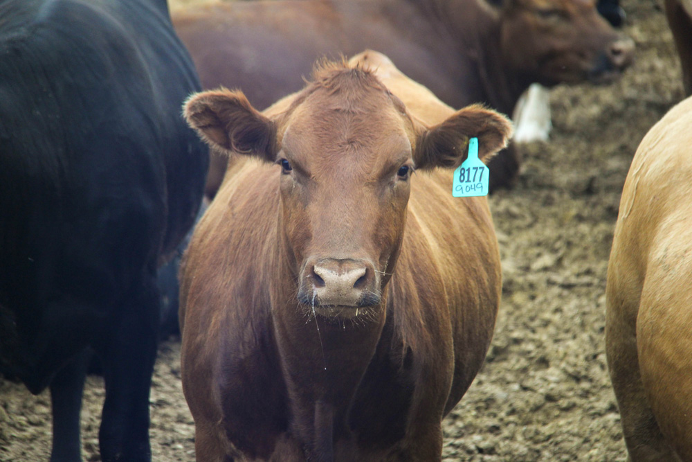 Grass-fed production versus the conventional feedlot value chain is among the sustainability schisms in the beef sector.