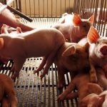 U.S. livestock: CME hogs slide to February low under US production pressure