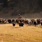 (Photo courtesy Canada Beef Inc.)