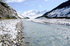 The Athabasca River in Jasper National Park.