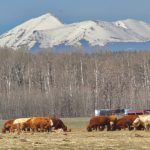 Cattle are turned out on pasture near Priddis west of Calgary in mid-May. Recent precipitation in the area has improved field and pasture outlooks and helped reduce wildfire risk.