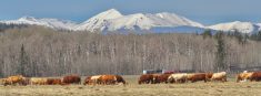Cattle are turned out on pasture near Priddis west of Calgary in mid-May. Recent precipitation in the area has improved field and pasture outlooks and helped reduce wildfire risk.