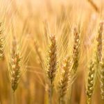 U.S. grains: Wheat loses steam after rally as traders eye Russian weather