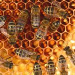Bee losses were spotty this past winter, the Canadian Honey Council says.