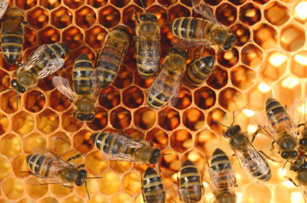 Bee losses were spotty this past winter, the Canadian Honey Council says.