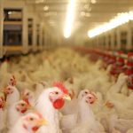 The doses are intended for those most exposed to the virus, such as poultry farm workers and veterinarians. Photo: branex/iStock/Getty Images