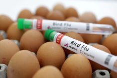 Eggs and bird flu.