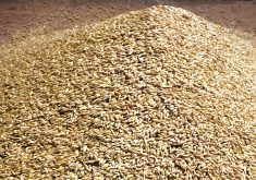New crop pricing for barley is becoming available at levels lower than old crop prices, says grain broker Agfinity.  Photo: File
