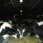 Though the spread of avian influenza in dairy farms is increasing, the Centers for Disease Control in the U.S. said the risk to humans remains low. Photo: File