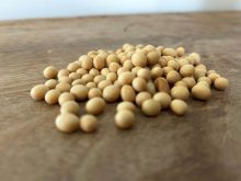 Soybean seeds.