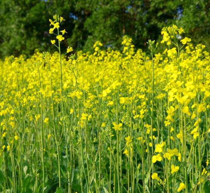 Canola blooming in the summer.