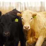 Photo: Canada Beef Inc.