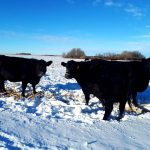 Cattle graze on corn residue (also known as corn stover).