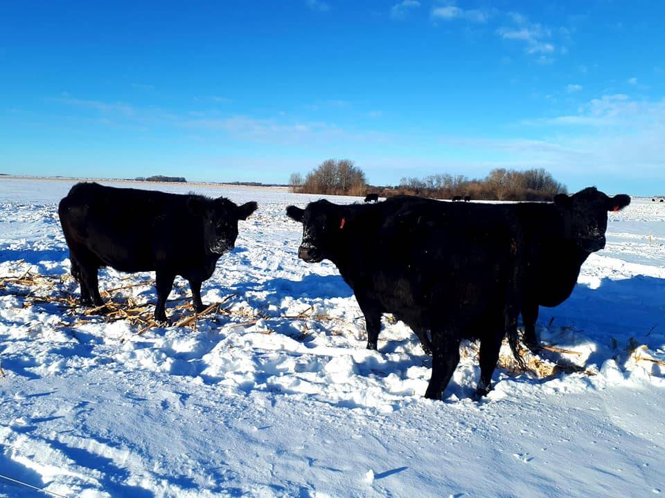 Cattle graze on corn residue (also known as corn stover). 